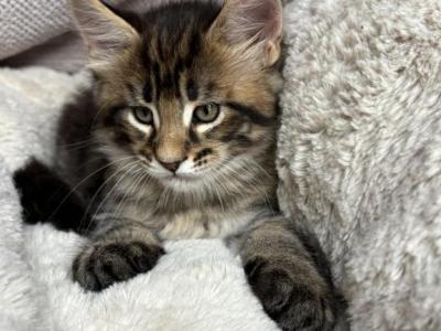 Neco - Maine Coon - Gallery Photo #1