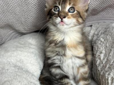 Bella - Maine Coon - Gallery Photo #1