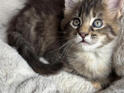 Gerda - Maine Coon - Gallery Photo #1