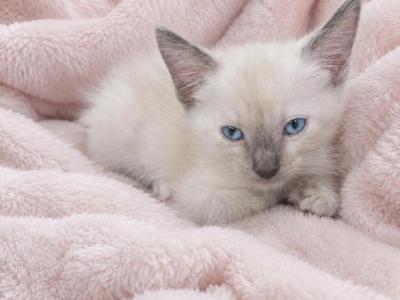 Baby Girl - Ragdoll - Gallery Photo #1