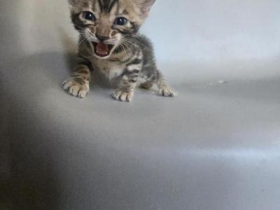 Mufasa - Bengal - Gallery Photo #1