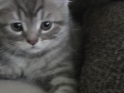 Still Available - Himalayan - Gallery Photo #1