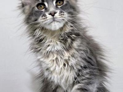 Wyvern - Maine Coon - Gallery Photo #1