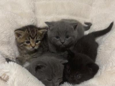 Sweet Litter Of 3 - Scottish Fold - Gallery Photo #1