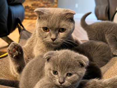 Mint - Scottish Fold - Gallery Photo #1