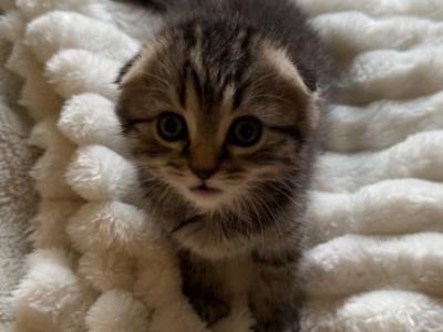 Fia - Scottish Fold - Gallery Photo #1