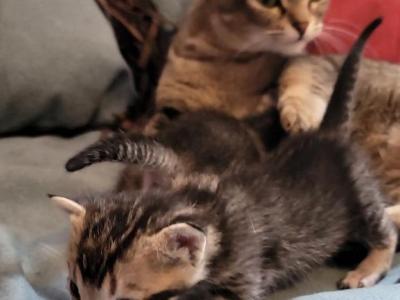 Bengal Singapura Munchkins - Munchkin - Gallery Photo #1