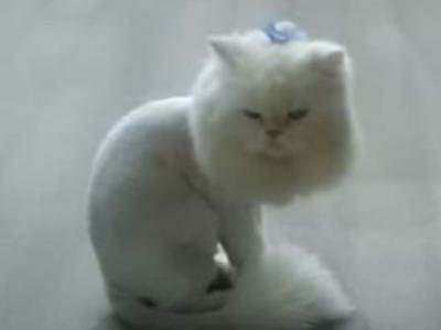 Jolie And Sebastian - Persian - Gallery Photo #1