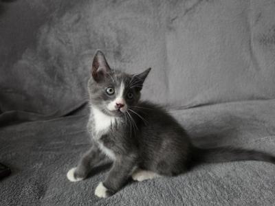 Gorgeous - British Shorthair - Gallery Photo #1