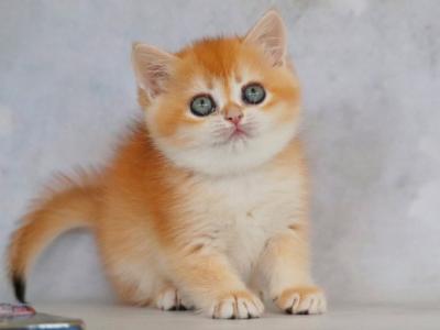 British Zemfira - British Shorthair - Gallery Photo #1