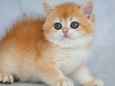 British Zabava - British Shorthair - Gallery Photo #1