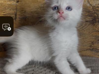 Girl Flamepoint - Ragdoll - Gallery Photo #1