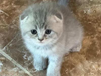 Mia - Scottish Fold - Gallery Photo #1