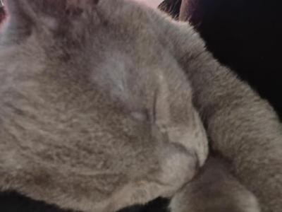 Toffee Butterscotch Pepsi Fanta And Zelda - Domestic - Gallery Photo #1