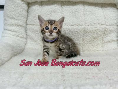 Lavender Collar - Bengal - Gallery Photo #1