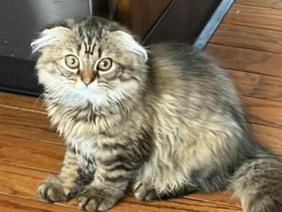 Fluffy - Scottish Fold - Gallery Photo #1