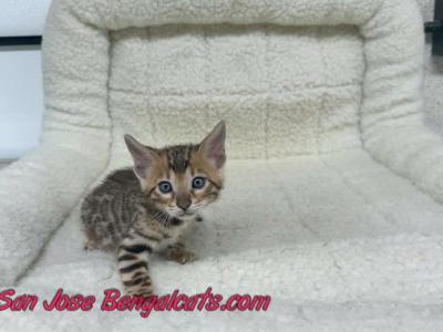 Green Collar - Bengal - Gallery Photo #1