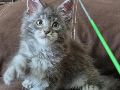 Blanka Polydactyl - Maine Coon - Gallery Photo #1