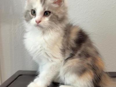Paige - Maine Coon - Gallery Photo #1