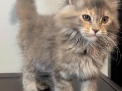 Piggie - Maine Coon - Gallery Photo #1