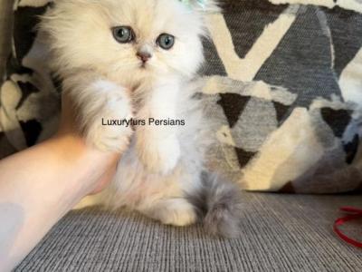 Jeremy - Persian - Gallery Photo #1