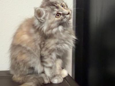 Paula - Maine Coon - Gallery Photo #1