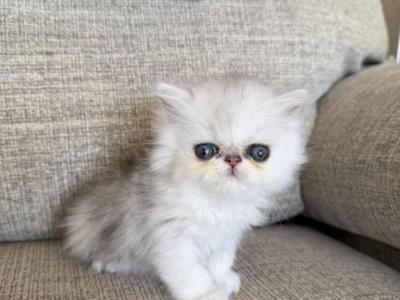 Vikey - Persian - Gallery Photo #1