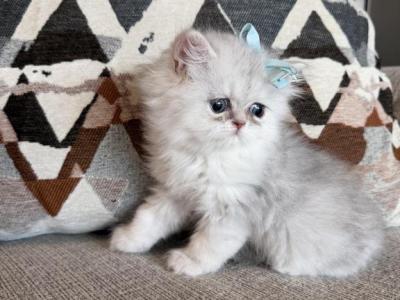 Milo - Persian - Gallery Photo #1