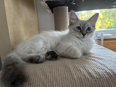 Jack - Siberian - Gallery Photo #1