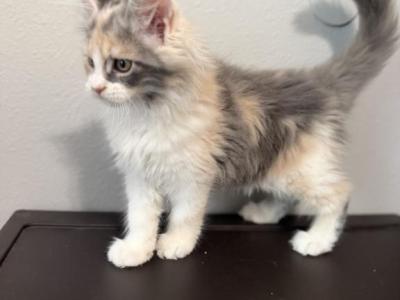 Priney - Maine Coon - Gallery Photo #1