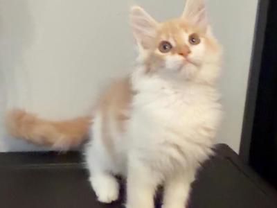 Male - Maine Coon - Gallery Photo #1