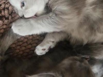 NickXRhae - Maine Coon - Gallery Photo #1