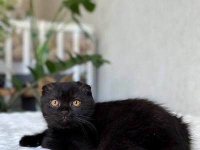 Kraken - Scottish Fold - Gallery Photo #1