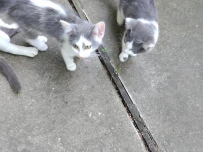 Spot And Squeak - Domestic - Gallery Photo #1