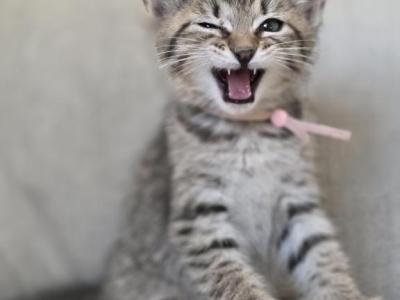 Siberian Domestic - Siberian - Gallery Photo #1