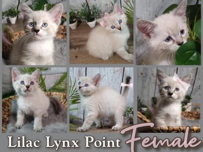 Lilac Lynx Point Kitten - Siberian - Gallery Photo #1