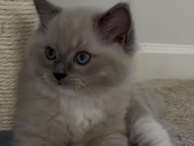 Rare Fawn Ragdoll Kitten With Stunning Blue Eyes - Ragdoll - Gallery Photo #1