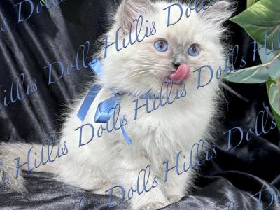Health Tested X Passed - Ragdoll - Gallery Photo #1