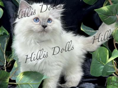 Health Tested X Passed - Ragdoll - Gallery Photo #1