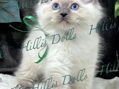 The Sea Of Traditional BluePoints - Ragdoll - Gallery Photo #1