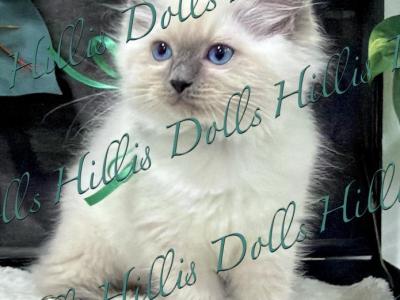 The Sea Of Traditional BluePoints - Ragdoll - Gallery Photo #1