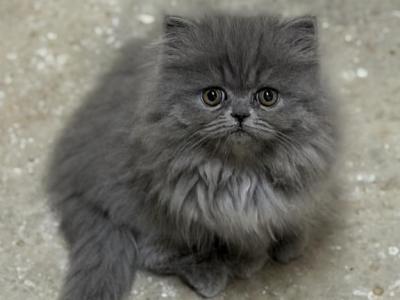 Angel - Persian - Gallery Photo #1