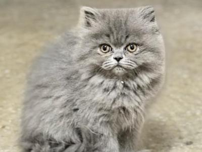 Persian - Persian - Gallery Photo #1