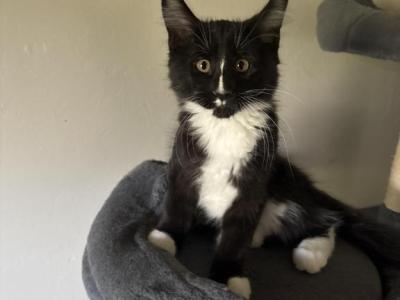 Tuxedo Male - Maine Coon - Gallery Photo #1