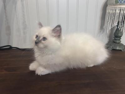 Sophia - Ragdoll - Gallery Photo #1