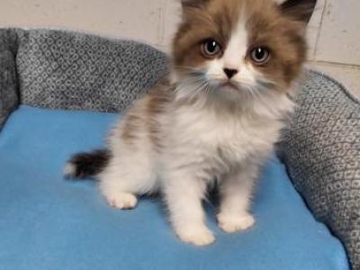 Ragdoll Kittens - Ragdoll - Gallery Photo #1