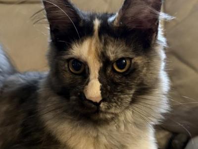 Fiona - Maine Coon - Gallery Photo #1
