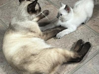 SIAMESE GIRL MANX JUNE 26 - Siamese - Gallery Photo #1