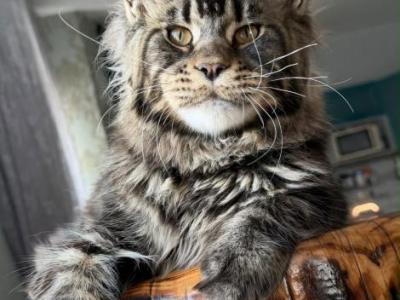 Ethan MaryLiss Country - Maine Coon - Gallery Photo #1