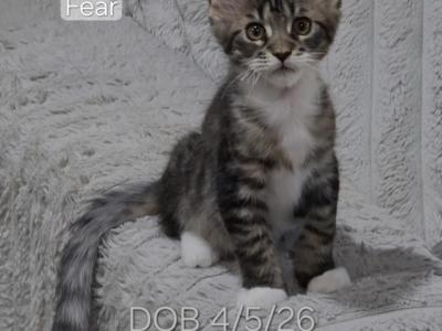 Fear - Maine Coon - Gallery Photo #1
